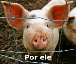 Imagem: cara de um porco com a frase marcada: 'por ele'